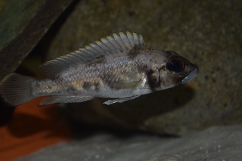 Lamprologus lemairii